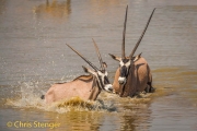 Gemsbok (Oryx gazella) or Oryx
