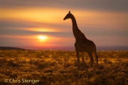 Giraffe - Giraffe - Giraffa camelopardalis