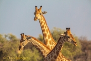 Giraffes ( Giraffa camelopardalis) triple portrait