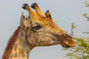 Giraffe portrait with Oxpecker