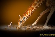 Giraffe-and-Plover-Namibie-08-5291-1000px