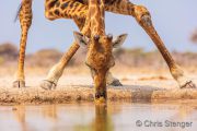 Close up of Giraffe drinking from a well
