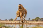 Giraffe in love Giraffe in love