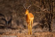 Impala (Aepyceros melampus)