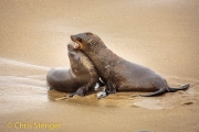 Kaapse pelsrob - Cape Fur Seal - Arctocephalus pusillus