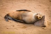 Kaapse Pelsrob - Cape Fur Seal - Arctocephalus pusillus