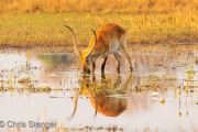 Red Lechwe (Kobus leche) foraging on waterplants in swamp