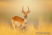 Red Lechwe (Kobus leche) Red Lechwe (Kobus leche)