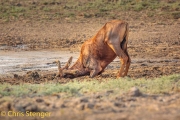 Common tsessebe (Damaliscus lunatus)