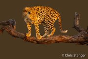 Luipaard - Leopard - Panthera pardus