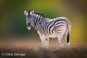 Steppezebra - Plains zebra - Equus quagga