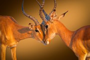 Impala (Aepyceros melampus) confrontation Impala (Aepyceros melampus) confrontation