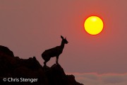 Klipspringer (Oreotragus oreotragus) Klipspringer (Oreotragus oreotragus)