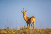 Puku (Kobus vardonii)