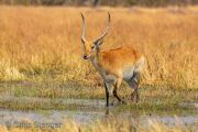 Red Lechwe (Kobus leche) in wetland habitat Red Lechwe (Kobus leche) in wetland habitat