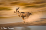 Vluchtende Koedoe - Running Kudu