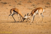 Springbok (Antidorcas marsupialis)