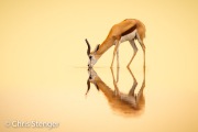 Springbok (Antidorcas marsupialis) Springbok (Antidorcas marsupialis)