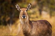 Portrait of female Waterbuck (Kobus ellipsiprymnus)