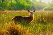 Female Waterbuck in wetland