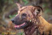 Afrikaanse wilde hond - African wild dog - Lycaon pictus