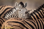 Plains zebra (Equus quagga)