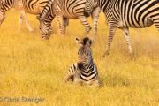 Zebra foal