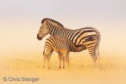 Zebra mother with foal