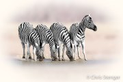 Plains zebras (Equus quagga) Plains zebras (Equus quagga)