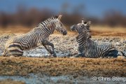 Plains zebra (Equus quagga)