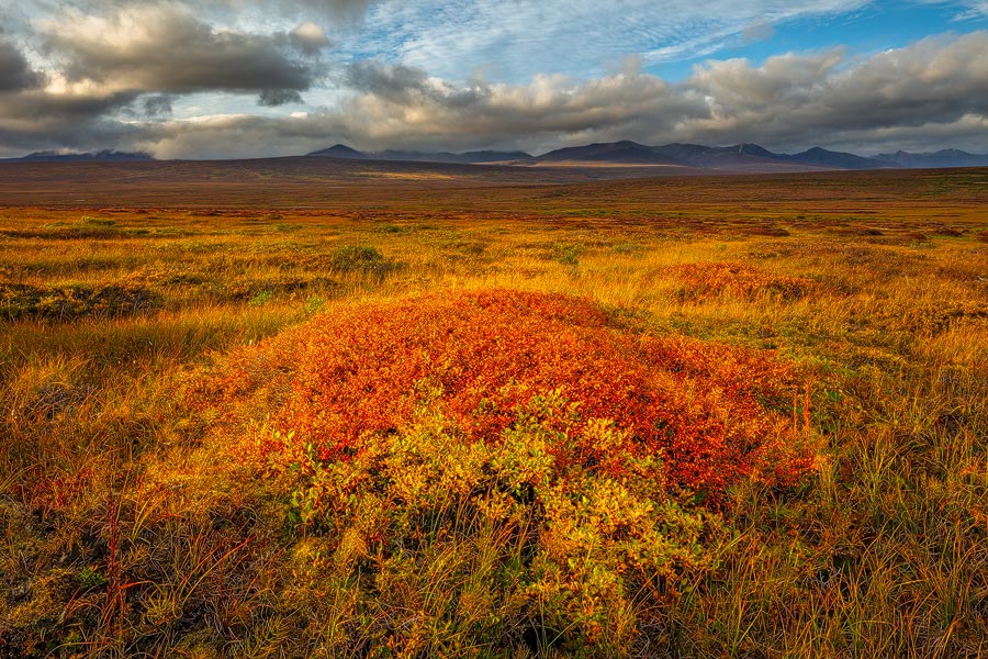 Toendra in herfstkleuren - Tundra in autumn colours