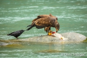 Adelaar en Raaf - Eagle and Raven