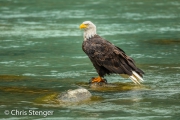 Amerikaanse zeearend - Bald eagle - Haliaeetus leucocephalus Amerikaanse zeearend - Bald eagle - Haliaeetus leucocephalus