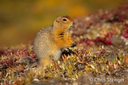 Arctische grondeekhoorn - Arctic groundsquirrel - Spermophilus parryii Arctische grondeekhoorn - Arctic groundsquirrel - Spermophilus parryii