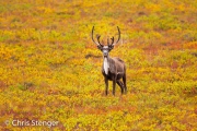 Rendier - Caribou - Rangifer tarandus