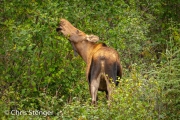 Eland - Moose - Alces alces Eland - Moose - Alces alces