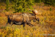Eland - Moose - Alces alces