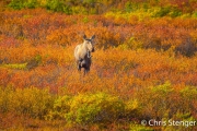 Eland - Moose - Alces alces