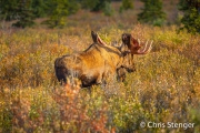 Eland - Moose - Alces alces