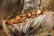 Stellers zeeleeuwen - Steller's sealions Stellers zeeleeuwen - Steller's sealions