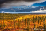 Taiga in herfstkleuren - Taiga in autumn colours Taiga in herfstkleuren - Taiga in autumn colours