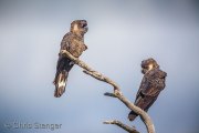 Carnaby's Black Cockatoo (Calyptorhynchus latirostris)