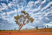 Snappy Gum Tree