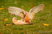 Fighting Little Corella's (Cacatua sanguinea)