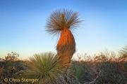 Grass Tree (Xanthorroea preisslii)