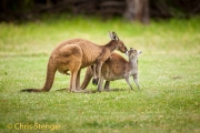 Western Grey Kangeroo (Macropus fuliginosus)