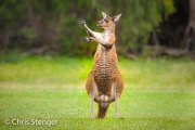 Western Grey Kangeroo (Macropus fuliginosus) displaying territorial behavior