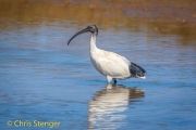 White Ibis (Threskiornis molukka)