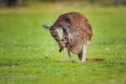 Western Grey Kangeroo (Macropus fuliginosus)
