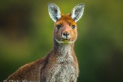 Portrait of a Western Grey Kangeroo (Macropus fuliginosus)